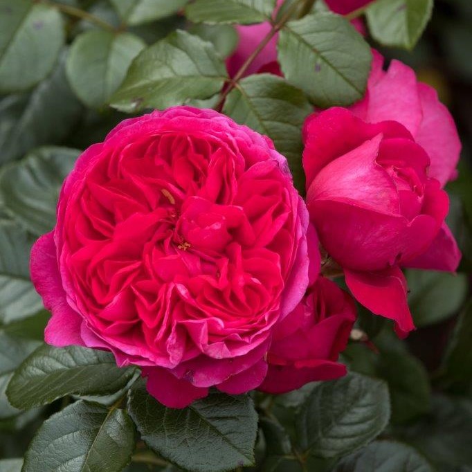 Köynnösruusu Deep Love - Köynnösruusut - 30841 - 1