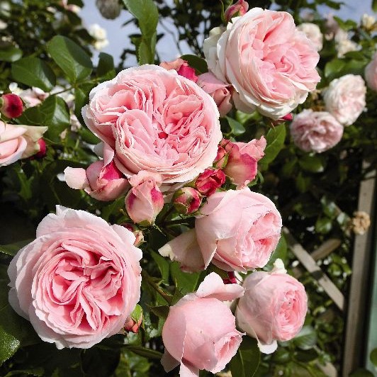 Köynnösruusu Giardina - Köynnösruusut - 31201 - 1