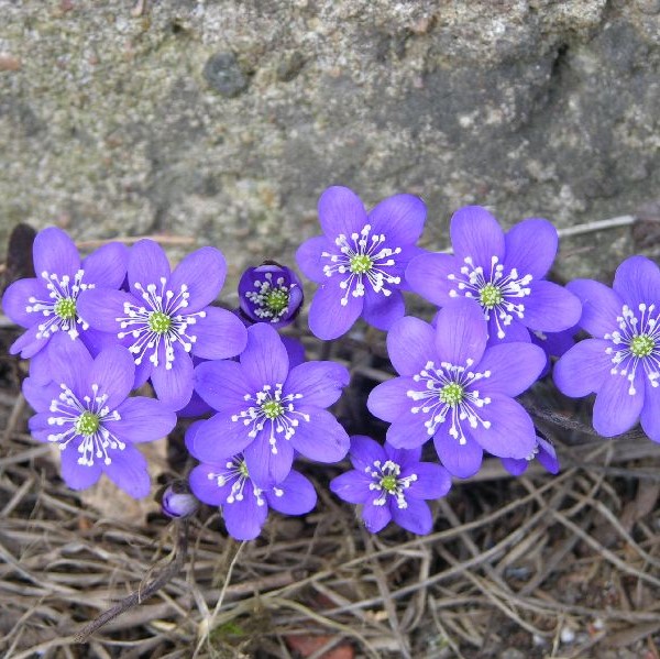 Lehtosinivuokko - Perennat - 7251 - 1