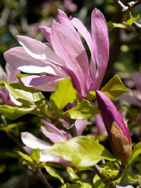 Tähtimagnolia Rosea - Koristepensaat - 42941 - 0