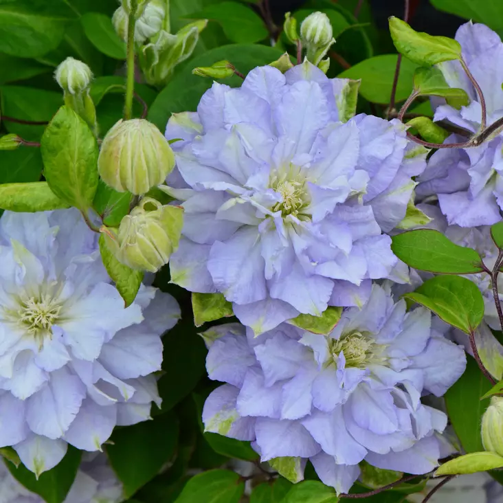 Loistokärhö Diamond Ball - Köynnöskasvit - 50811 - 1