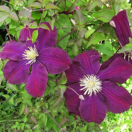 Loistokärhö Warsawska Nike - Köynnöskasvit - 5091 - 2