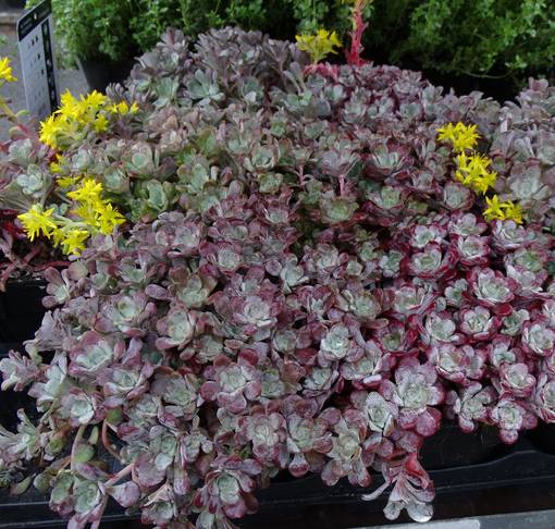 Lusikkamaksaruoho Purpureum - Perennat - 75281 - 1