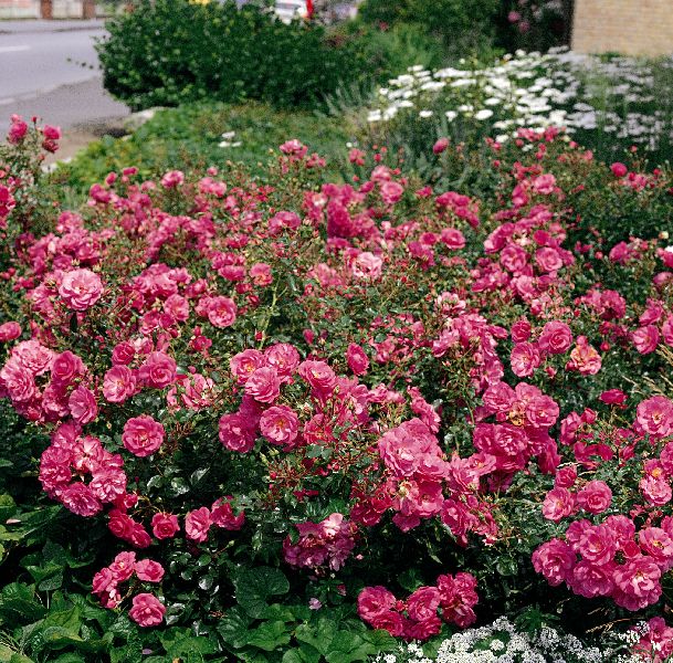 Maanpeittoruusu Mirato - Ryhmäruusut - 31571 - 1