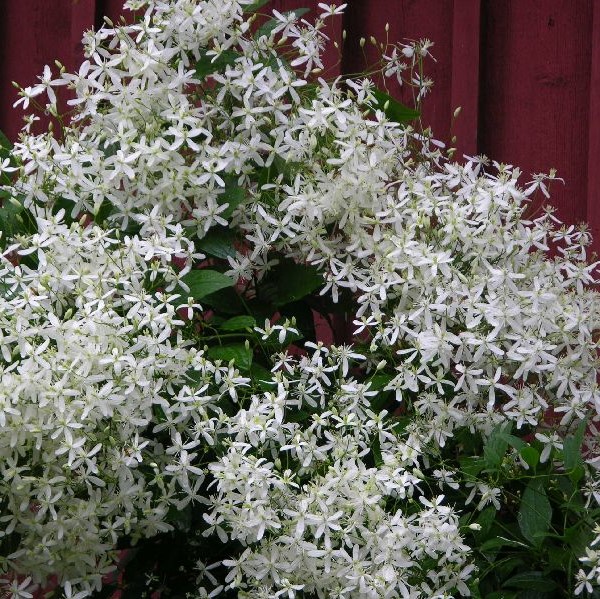 Mantsuriankärhö - Köynnöskasvit - 5101 - 1