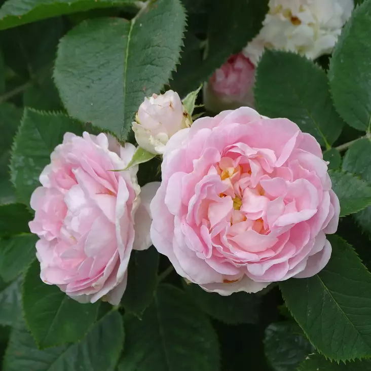 Neidonruusu Maiden's Blush - Puistoruusut - 2321 - 1