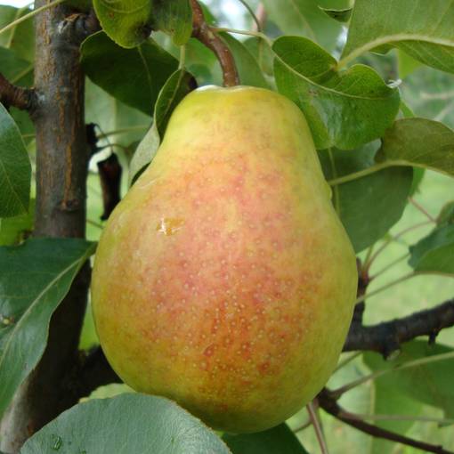 Päärynä Kafedralnaja - Päärynäpuut - 13441 - 1