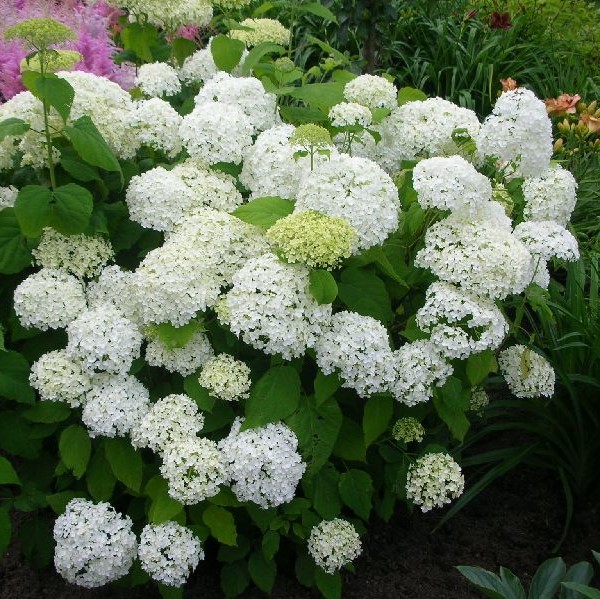 Pallohortensia Annabelle -  - 4571 - 1