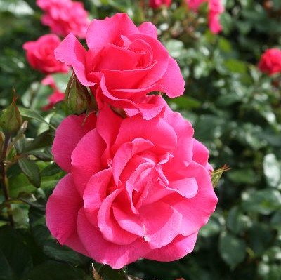 Puistoruusu Romanze - Puistoruusut - 31791 - 1