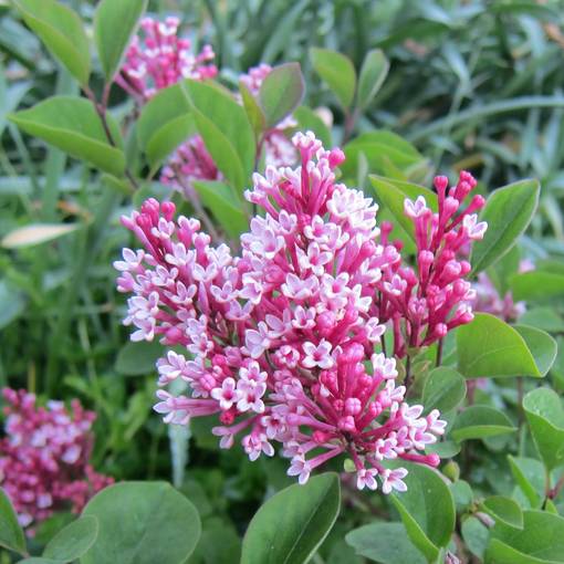 Pikkusyreeni Tinkerbelle rungolla - Koristepuut - 47141 - 1