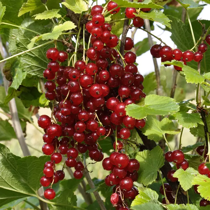 Punaherukka Jonkheer van Tets rungolla - Herukat ja karviaiset - 20351 - 1