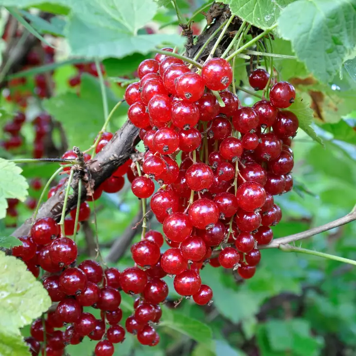 Punaherukka Katri rungolla - Herukat ja karviaiset - 20271 - 1