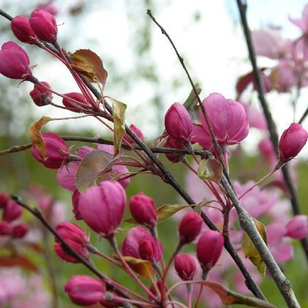 Purppuraomenapuu Makamik - Koristepuut - 4331 - 1