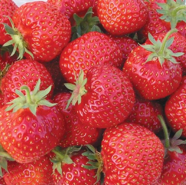 Puutarhamansikka Kaunotar 10 kpl/kenno - Mansikat - 21821 - 1