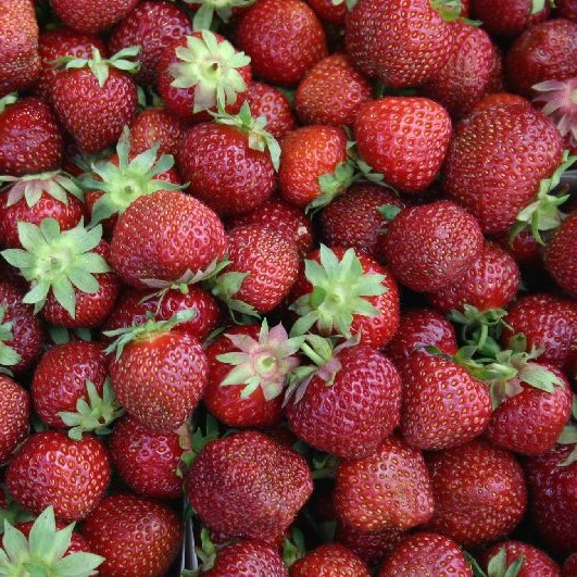 Puutarhamansikka Polka 10 kpl/kenno - Mansikat - 21931 - 1