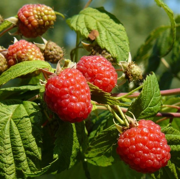 Puutarhavadelma Ottawa C2 - Vadelmat - 21521 - 1