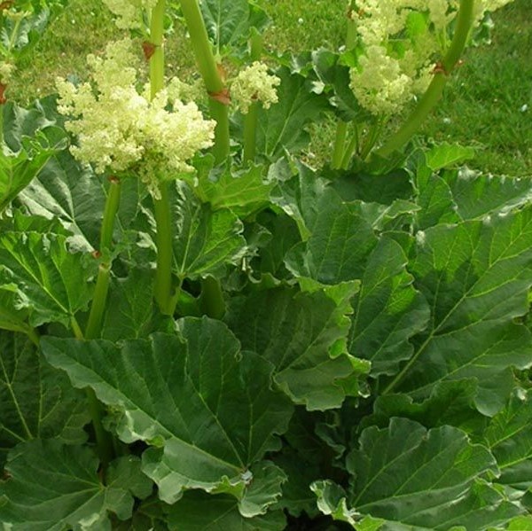 Raparperi Victoria - Erikoismarjat ja hyötykasvit - 2221 - 1