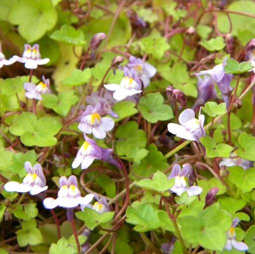 Rauniokilkka - Perennat - 71511 - 1