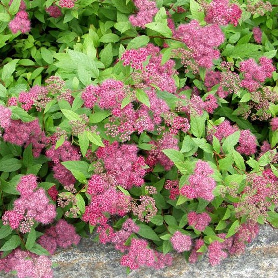 Ruusujapaninangervo Froebelii - Koristepensaat - 4681 - 1