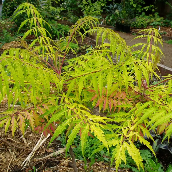 Samettisumakki Tiger Eyes - Koristepensaat - 41581 - 2