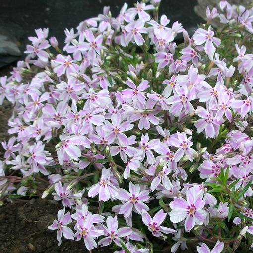 Sammalleimu Candy Stripes - Perennat - 74211 - 1