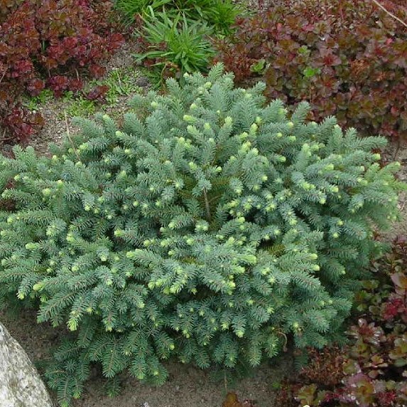 Siilivalkokuusi Echiniformis - Havupuut - 61311 - 1