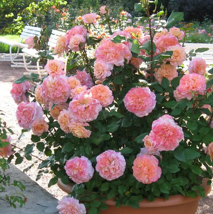 Suurikukkainen ruusu Augusta Luise - Ryhmäruusut - 32061 - 1