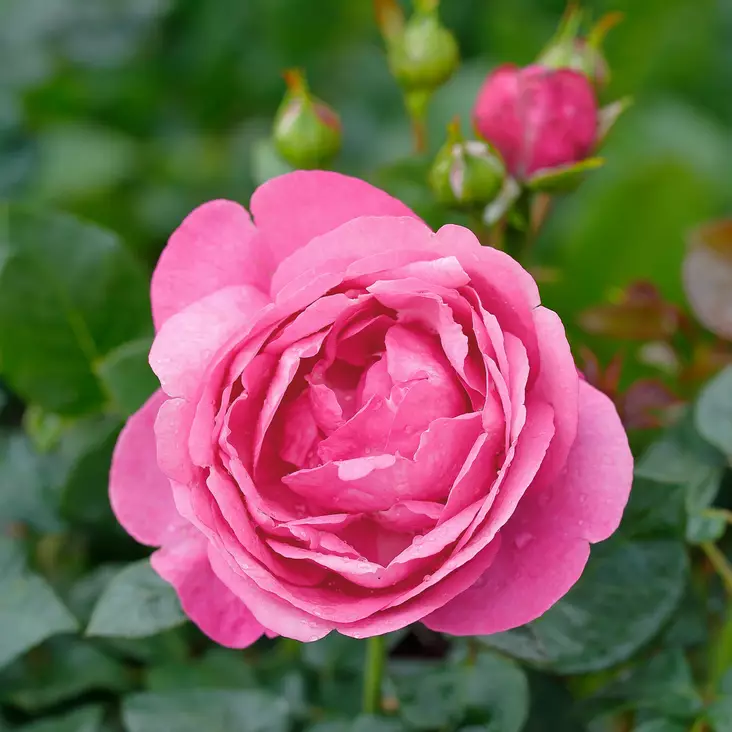 Suurikukkainen ruusu Desiree - Ryhmäruusut - 31071 - 1