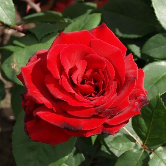 Suurikukkainen ruusu Erotika - Ryhmäruusut - 32401 - 1