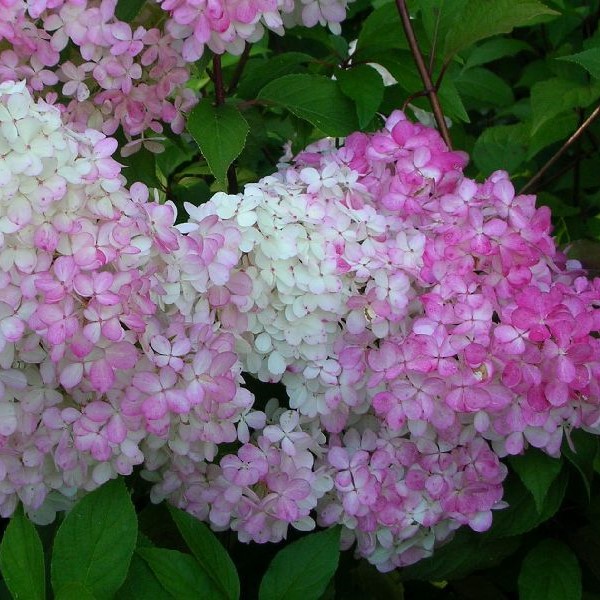 Japaninhortensia Vanilla Fraise - Koristepensaat - 45731 - 1
