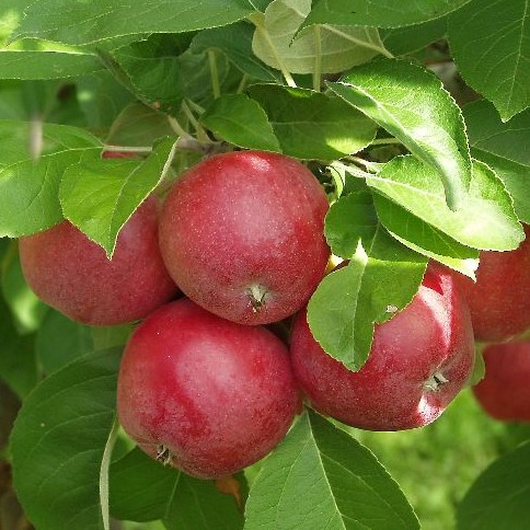 Syysomena Sandra - Omenapuut - 1131 - 1