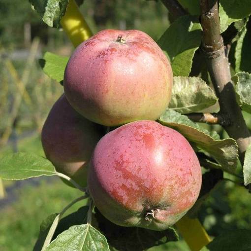 Talviomena Talvikaneli - Omenapuut - 1121 - 1