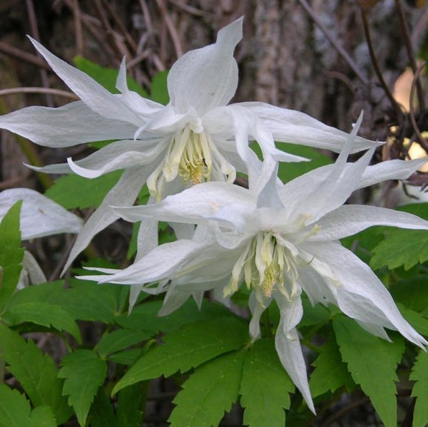 Tarha-alppikärhö Albina Plena - Köynnöskasvit - 5251 - 1