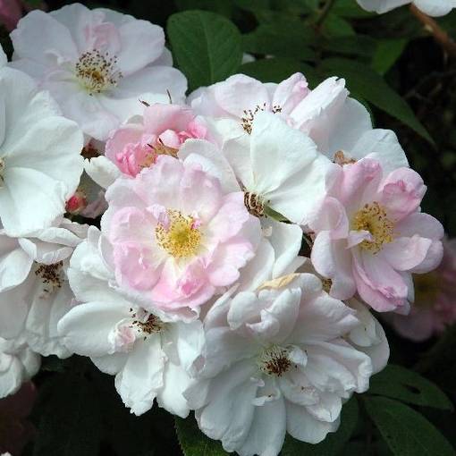 Tarhakurtturuusu Sointu - Puistoruusut - 28011 - 1