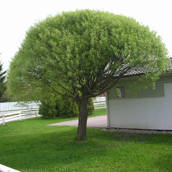 Terijoensalava Bullata - Koristepuut - 41671 - 1