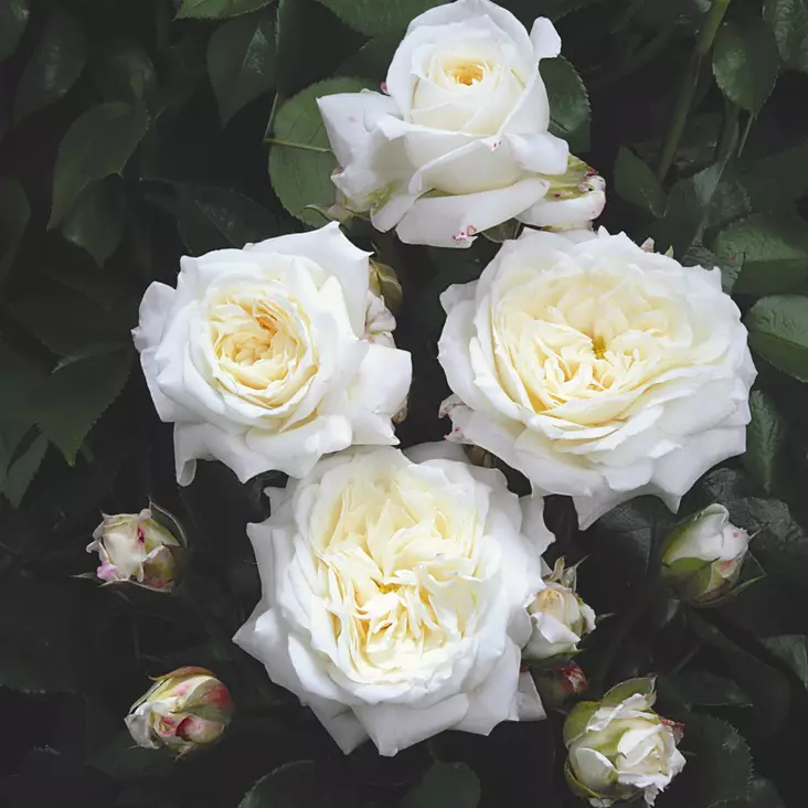 Tertturuusu Alabaster - Ryhmäruusut - 33671 - 1