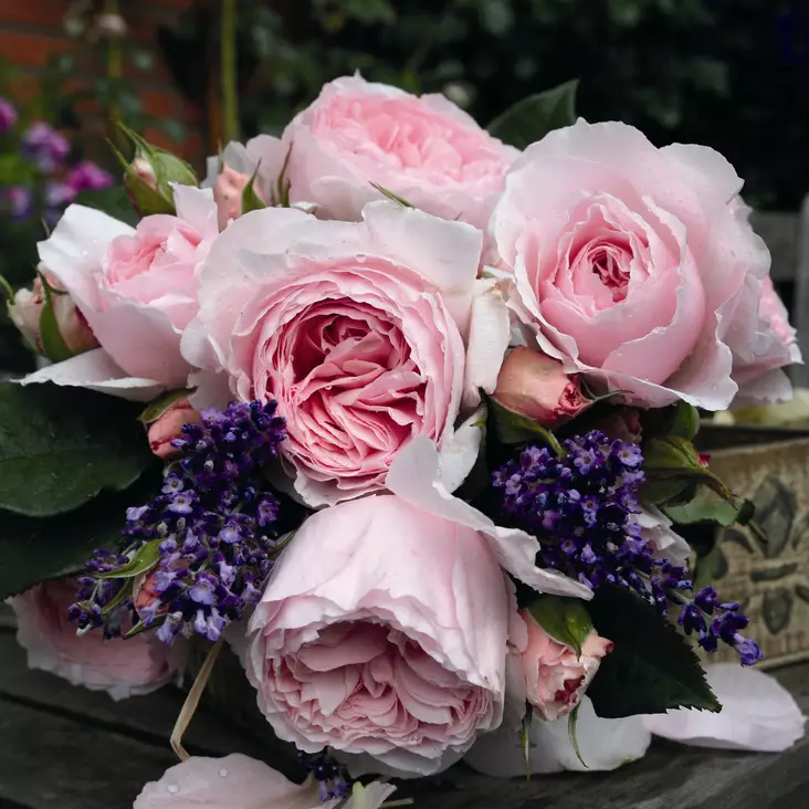 Tertturuusu Gartenträume - Ryhmäruusut - 31461 - 1