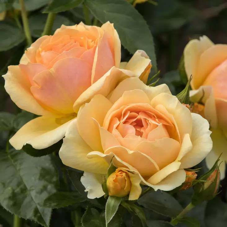 Tertturuusu Hansestadt Rostock - Ryhmäruusut - 31331 - 1