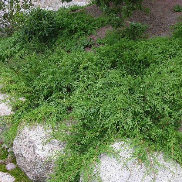 Tuivio 30-40 - Havupuut - 61111 - 1