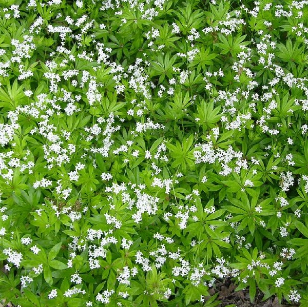 Tuoksumatara - Perennat - 72201 - 1