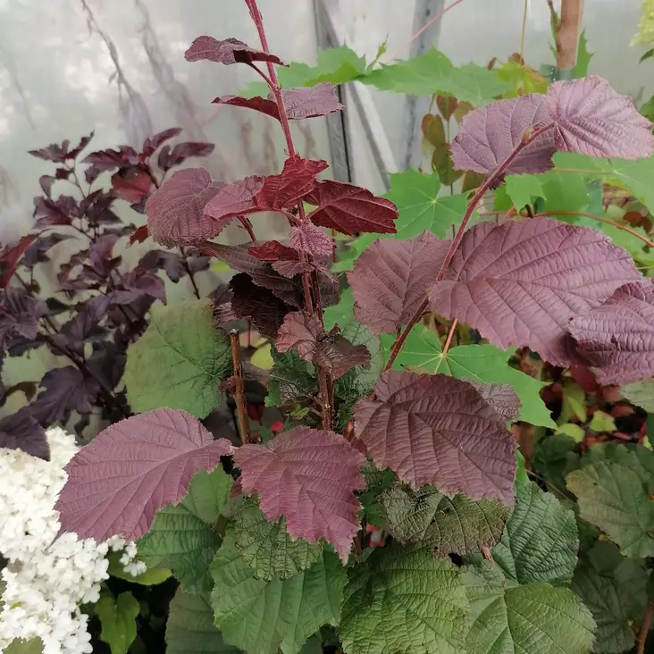 Isopähkinäpensas Juningia - Erikoismarjat ja hyötykasvit - 45441 - 1