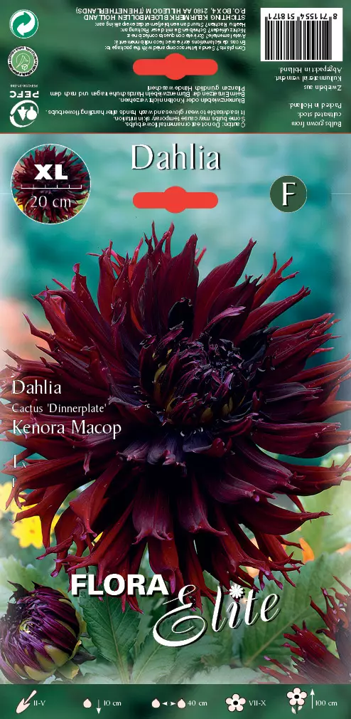 Daalia Kenora Macop 1 kpl/pkt - Daaliat - 8711554518171 - 1