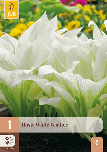 Kuunlilja White Feather 1 kpl/pkt - Perennajuurakot - 8712438636301 - 1