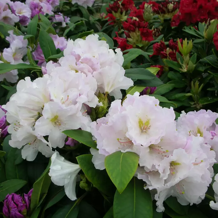 Alppiruusu Eskimo - Alppiruusut ja atsaleat - 35441 - 1