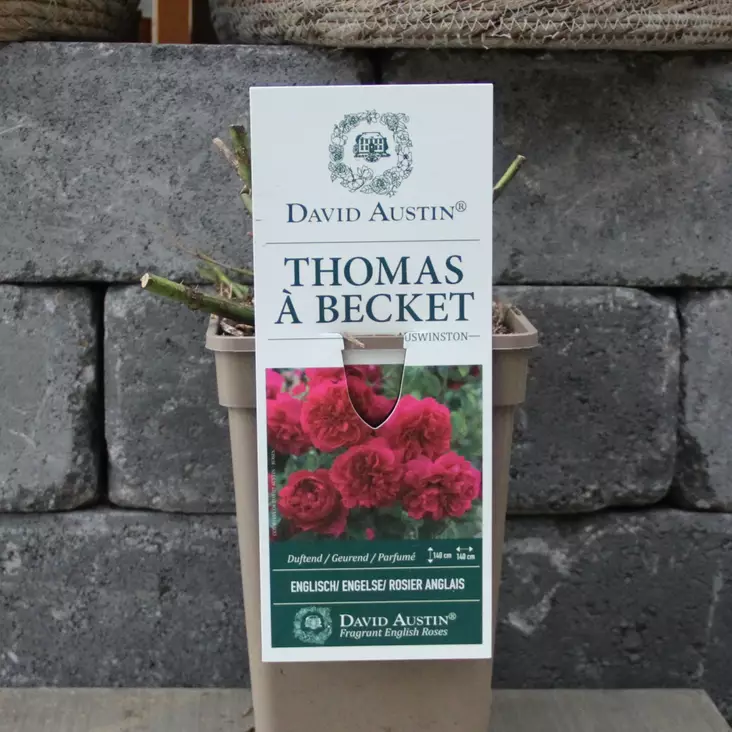 Austinruusu Thomas A Becket - Puistoruusut - 36181 - 1