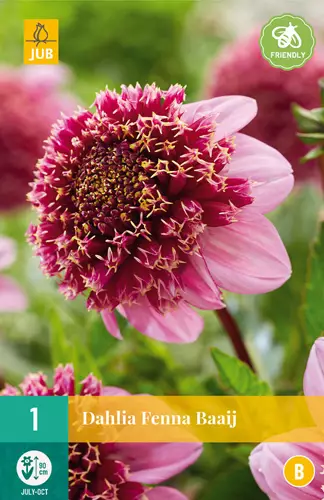 Daalia Fenna Baaij 1 kpl/pkt - Daaliat - 8712438990601 - 0