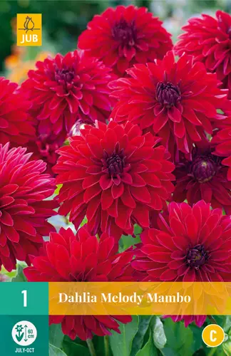 Daalia Melody Mambo 1 kpl/pkt - Daaliat - 8712438990571 - 3