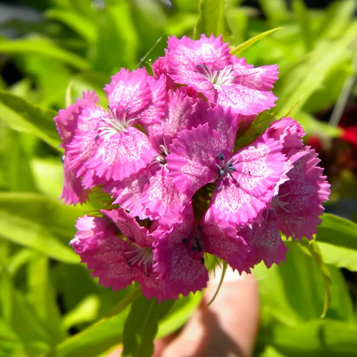 Harjaneilikka - Perennat - 71561 - 1