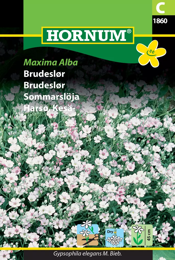 Harso, Kesä- Maxima Alba - Kukkien ja koristeheinien siemenet - 5708787018601 - 0