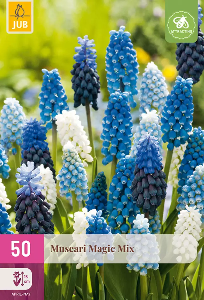 Helmilija Magic mix 50 kpl/pkt - Liljat - 8712438543821 - 1